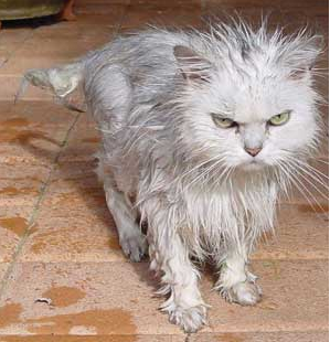 Angry white cat 